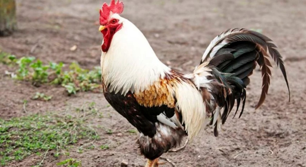 Galo usado em rinha ilegal  mata o próprio dono