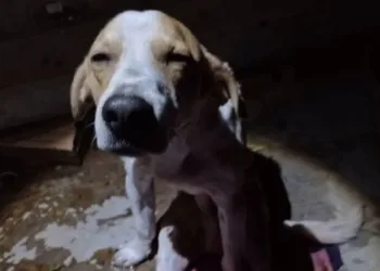 Cão entra na frente da dona para defendê-la do marido armado com faca e fica gravemente ferido: ‘Verdadeiro herói’, diz PM