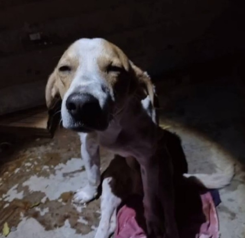 Cão entra na frente da dona para defendê-la do marido armado com faca e fica gravemente ferido: ‘Verdadeiro herói’, diz PM