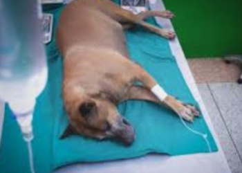 Motorista que atropelar animais e não prestar socorro será multado no Rio de Janeiro