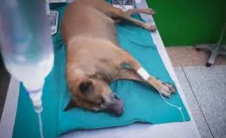 Motorista que atropelar animais e não prestar socorro será multado no Rio de Janeiro