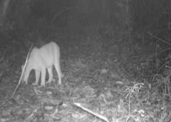 Instituto Estadual do Ambiente flagra espécie de onça-parda em mata no RJ