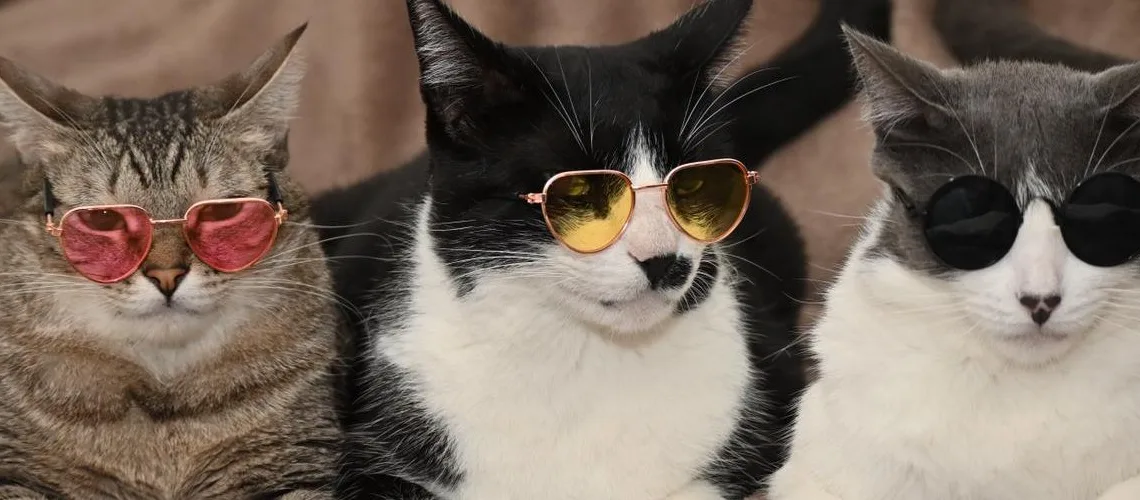 Governo lança concurso de fotografia ‘Estado Amigo dos Animais’