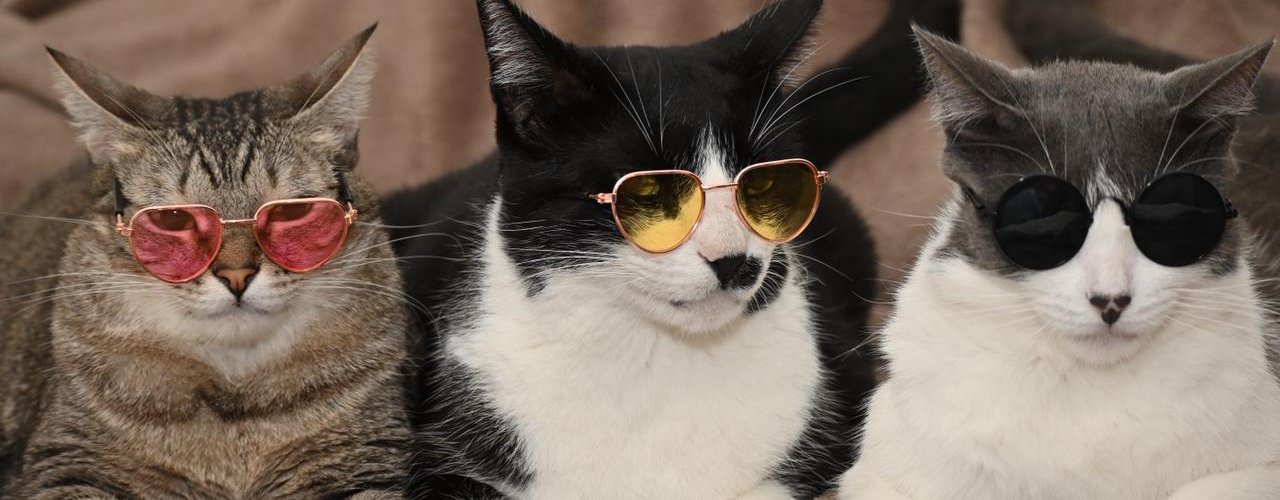 Governo lança concurso de fotografia ‘Estado Amigo dos Animais’