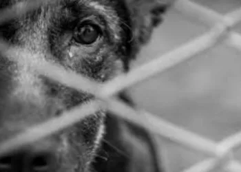 Lei cassa inscrição estadual de empresas que causarem maus-tratos a animais*
