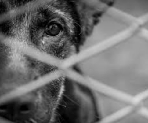 Lei cassa inscrição estadual de empresas que causarem maus-tratos a animais*