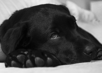 Se você tem pets, deve ter cuidado com essas plantas