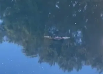Bombeiros resgatam corpo em rio na Zona Oeste após jacaré arrastá-lo( video)