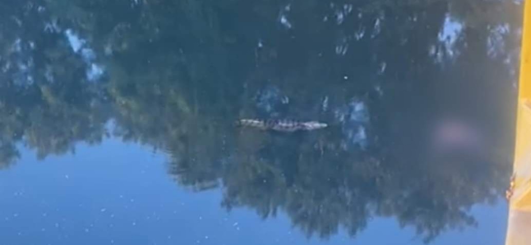 Bombeiros resgatam corpo em rio na Zona Oeste após jacaré arrastá-lo( video)