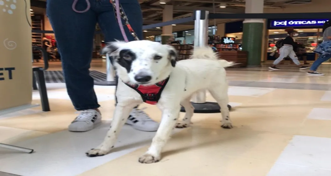 RJPET realiza campanha de adoção de animais em shopping na Zona Oeste do Rio