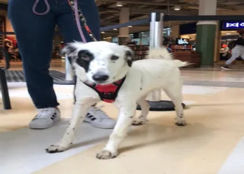 RJPET realiza campanha de adoção de animais em shopping na Zona Oeste do Rio