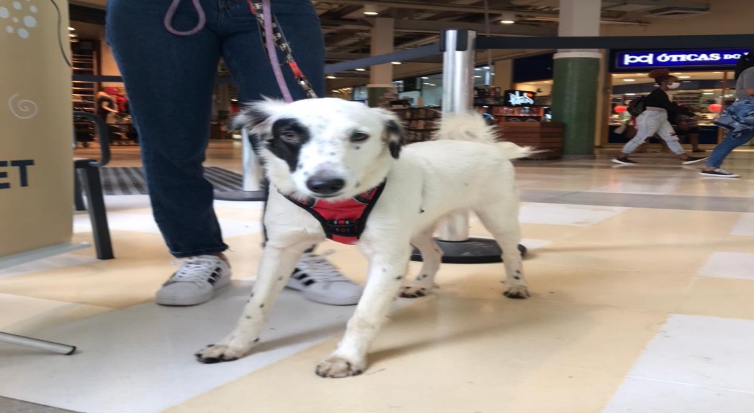 RJPET realiza campanha de adoção de animais em shopping na Zona Oeste do Rio