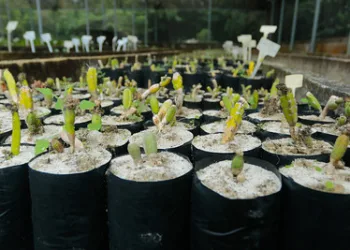 Crianças plantam mudas na orla do Recreio na Semana do Meio Ambiente