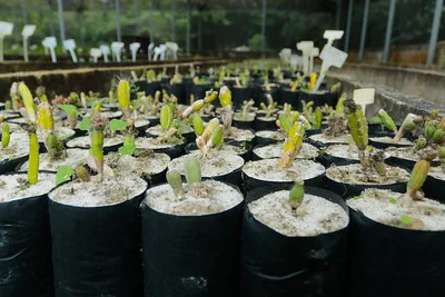 Crianças plantam mudas na orla do Recreio na Semana do Meio Ambiente