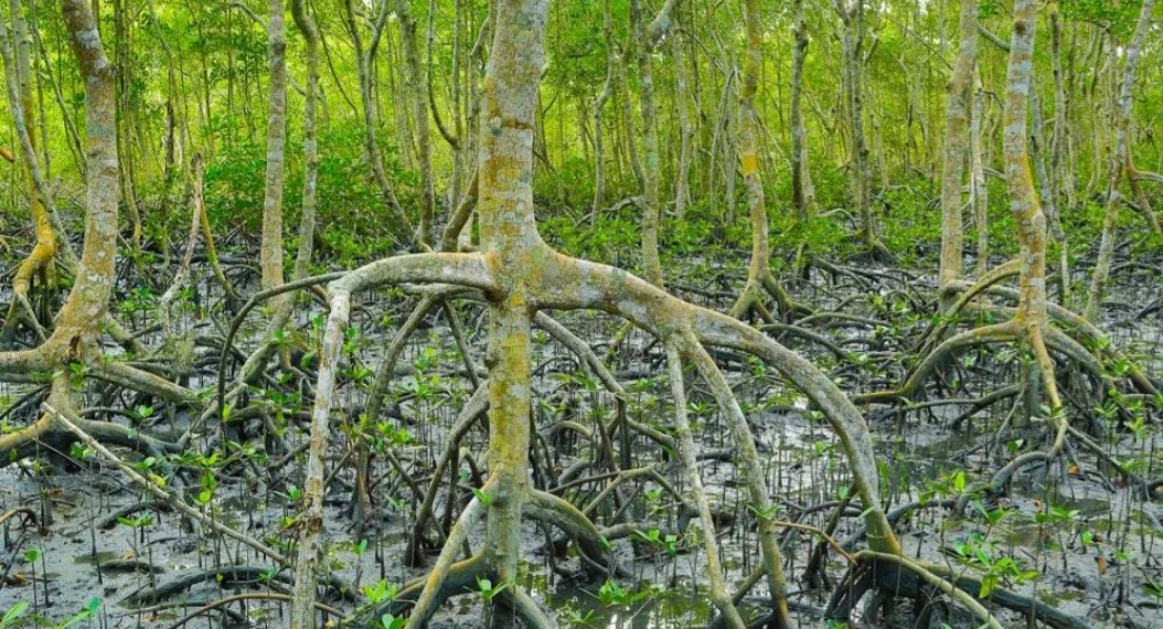 Reserva de Guaratiba abriga e preserva floresta de mangue
