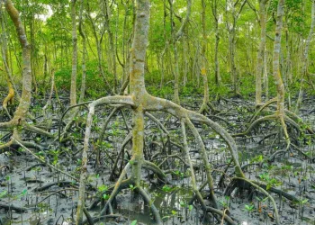 Reserva de Guaratiba abriga e preserva floresta de mangue