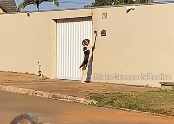 Mulher filma cachorro tocando campainha para entrar em casa