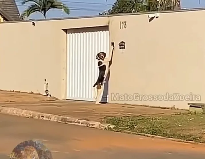 Mulher filma cachorro tocando campainha para entrar em casa