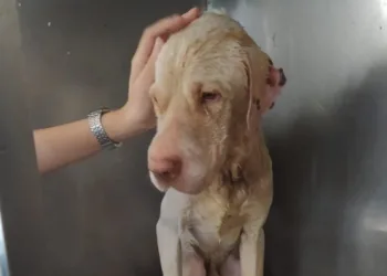 Homem é preso em Santa Cruz por maus-tratos aos animais