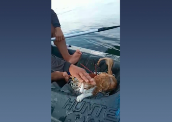 Gato que caiu na Ponte Rio-Niterói estava em motor e saiu correndo