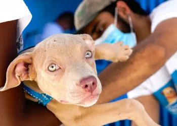 Secretaria cria selo para identificar quem zela pelo bem-estar de animais e promove campanha de adoção