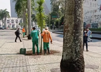 Largo da Lapa ganha 25 mudas de árvores e reposição de palmeiras imperiais