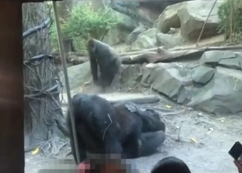 Macacos praticam sexo oral e chocam visitantes