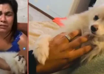 Mulher recebe cachorro morto após banho em pet shop e se desespera