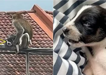 Macaco sequestra filhote de cachorro e o faz refém por três dias; vídeo