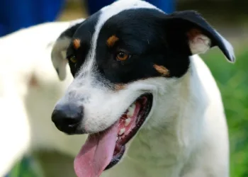 Secretaria de Defesa dos Animais faz campanha de adoção neste sábado em dois bairros da zona oeste