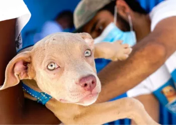 Campanha de imunização contra a raiva animal tem nova etapa no sábado (23/10)