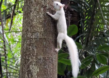 Espécie rara de esquilo é vista em  Parque Estadual na Zona Oeste