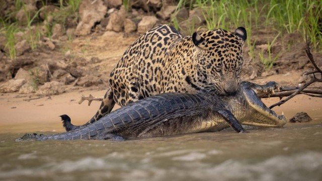 Onça caça jacaré de 2 metros e mostra ‘determinação de mãe’ para alimentar os filhotes