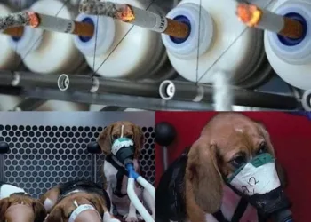 Você sabia que os cigarros são testados em animais?