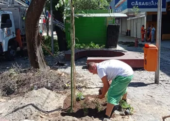 Calçadão de Campo Grande recebe replantio de árvores que haviam sido envenenadas