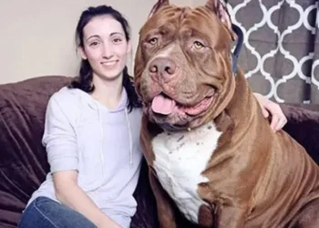Pitbull quebra recorde mundial e tenta entrar no Guinness como maior do mundo