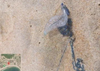Animal marinho letal é encontrado em praia do RJ
