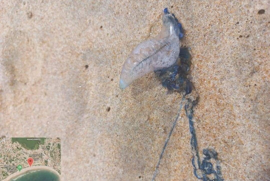Animal marinho letal é encontrado em praia do RJ
