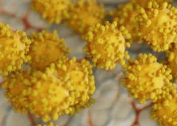 Urgente!! Diretora da OMS diz que o mundo está entrando na 4ª onda da Covid