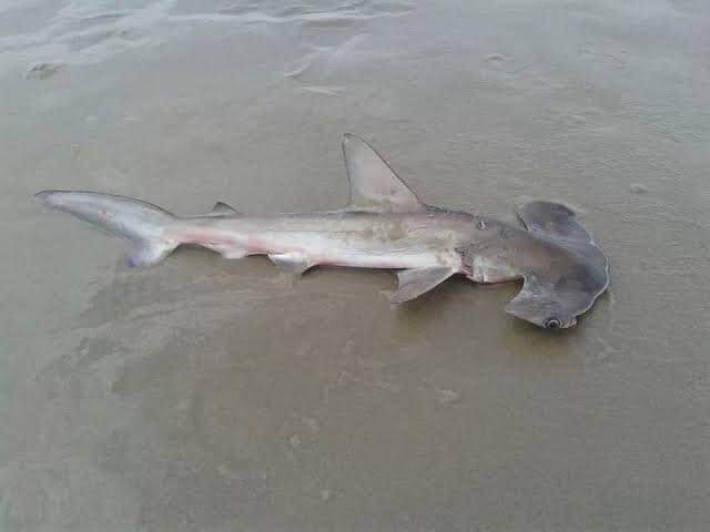 TUBARÃO ASSUSTA BANHISTAS EM MANGARATIBA