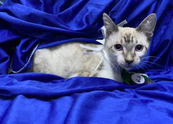 West Shopping promove campanha de adoção de cães e gatos
