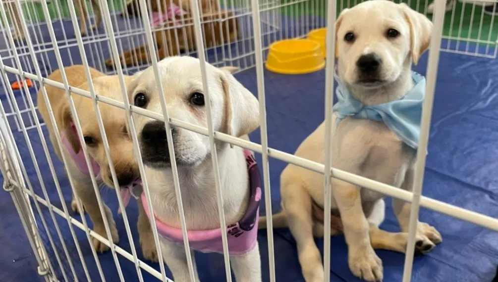 RJPET realiza neste sábado mais uma feira de adoção de animais na Zona Oeste