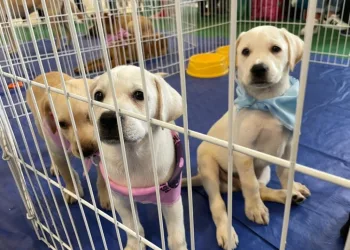 RJPET realiza neste sábado mais uma feira de adoção de animais na Zona Oeste