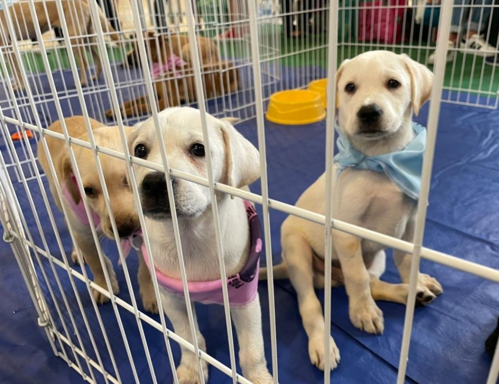 RJPET realiza neste sábado mais uma feira de adoção de animais na Zona Oeste