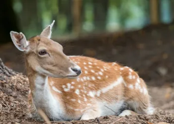 Covid-19: Variante Ômicron é identificada em animais nos EUA