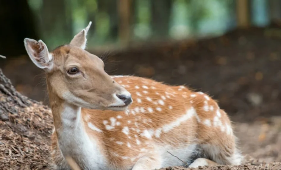 Covid-19: Variante Ômicron é identificada em animais nos EUA
