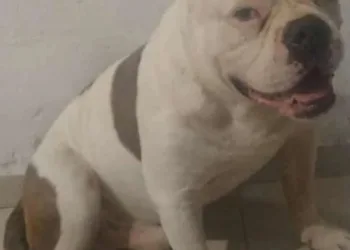 Homem mata cachorro com várias facadas após se irritar com briga entre cães em Campo Grande