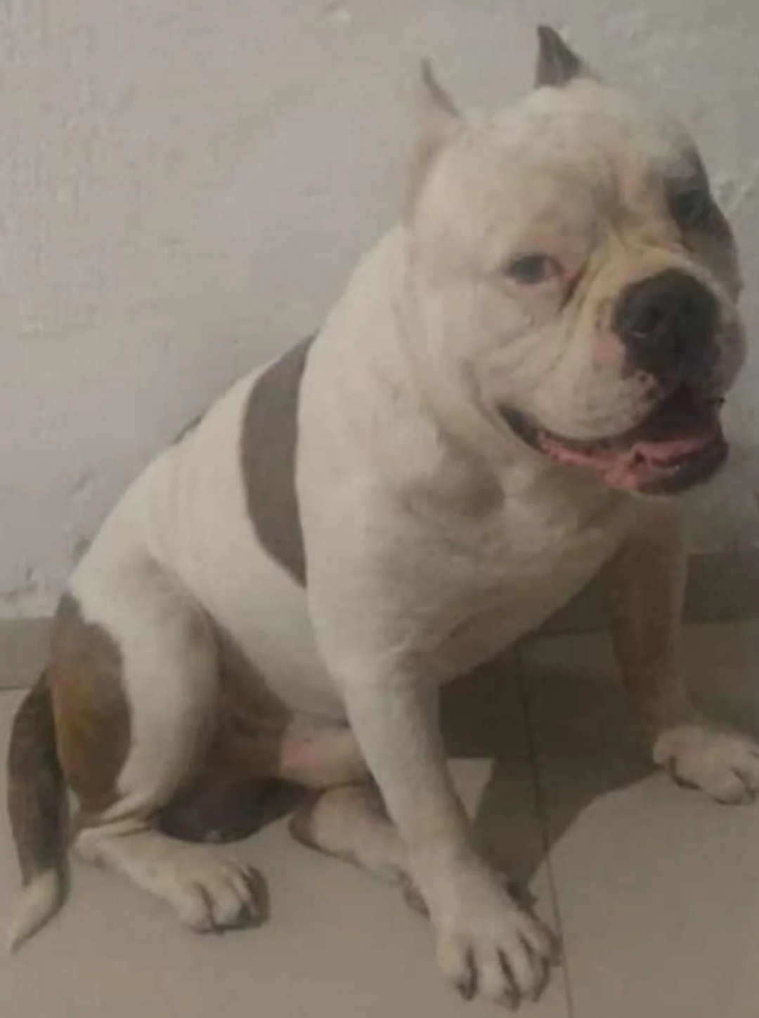 Homem mata cachorro com várias facadas após se irritar com briga entre cães em Campo Grande