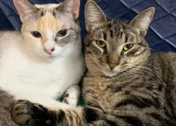 Feira de Adoção de Cães e Gatos no West Shopping