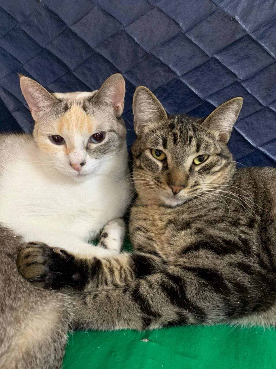 Feira de Adoção de Cães e Gatos no West Shopping